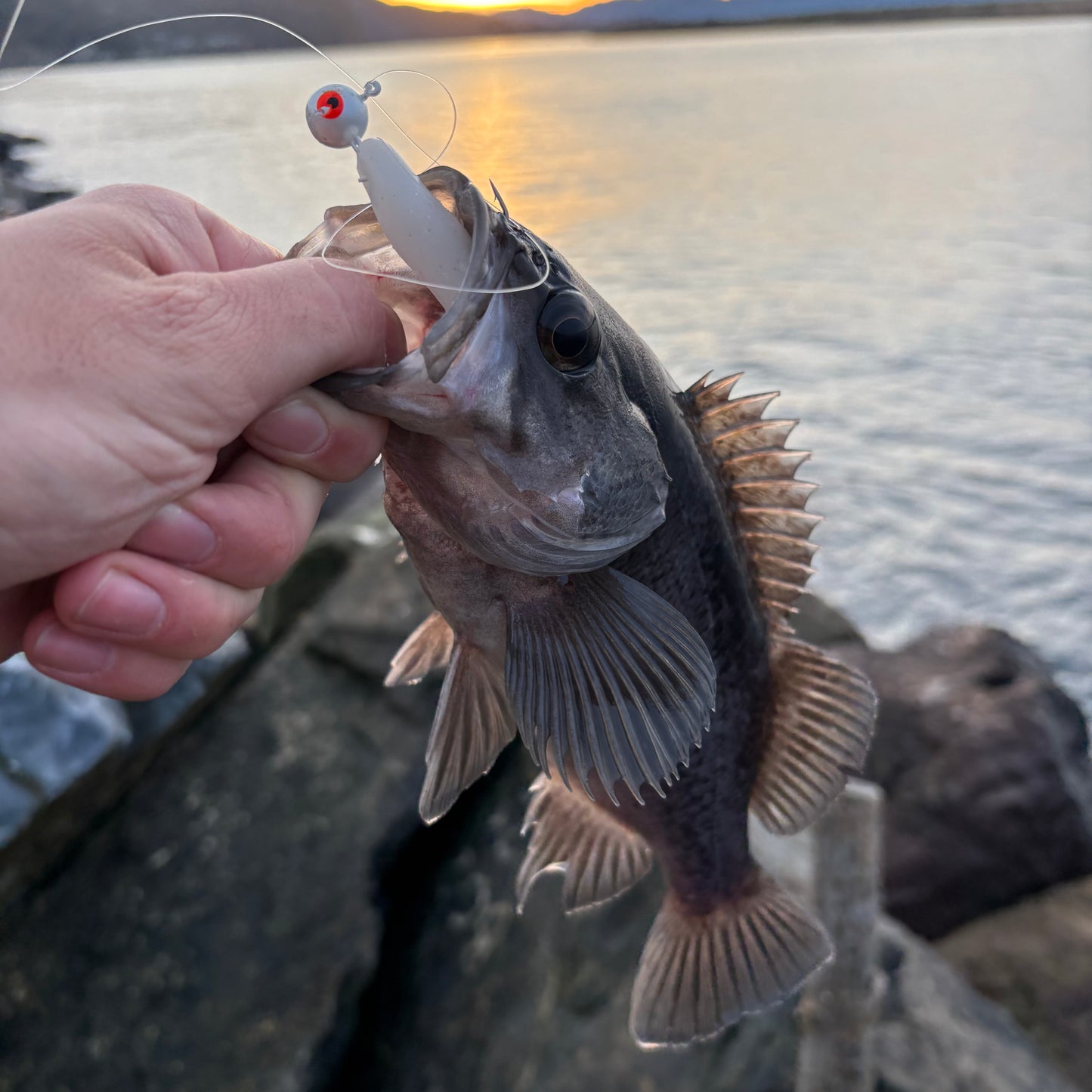 3.5" Paddle Tail Swimbaits